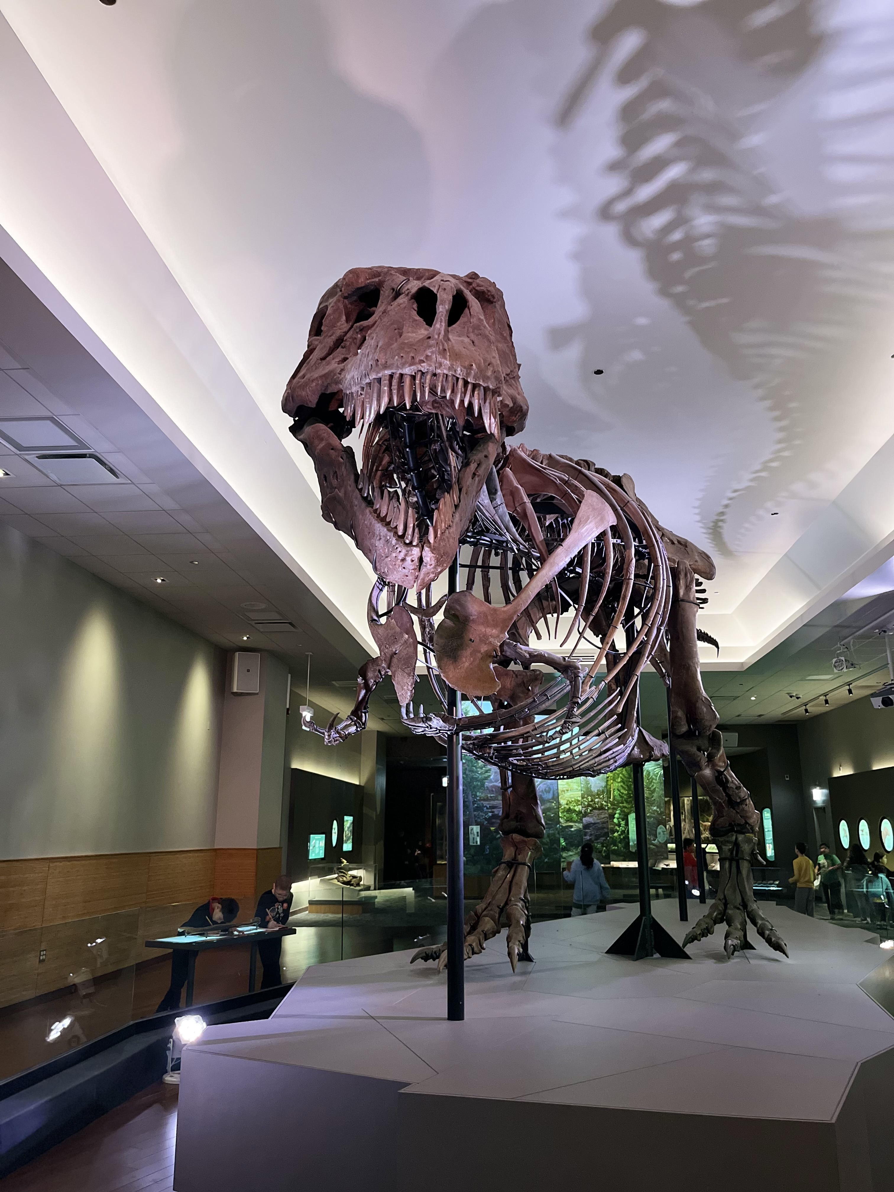 Field Museum en Chicago
