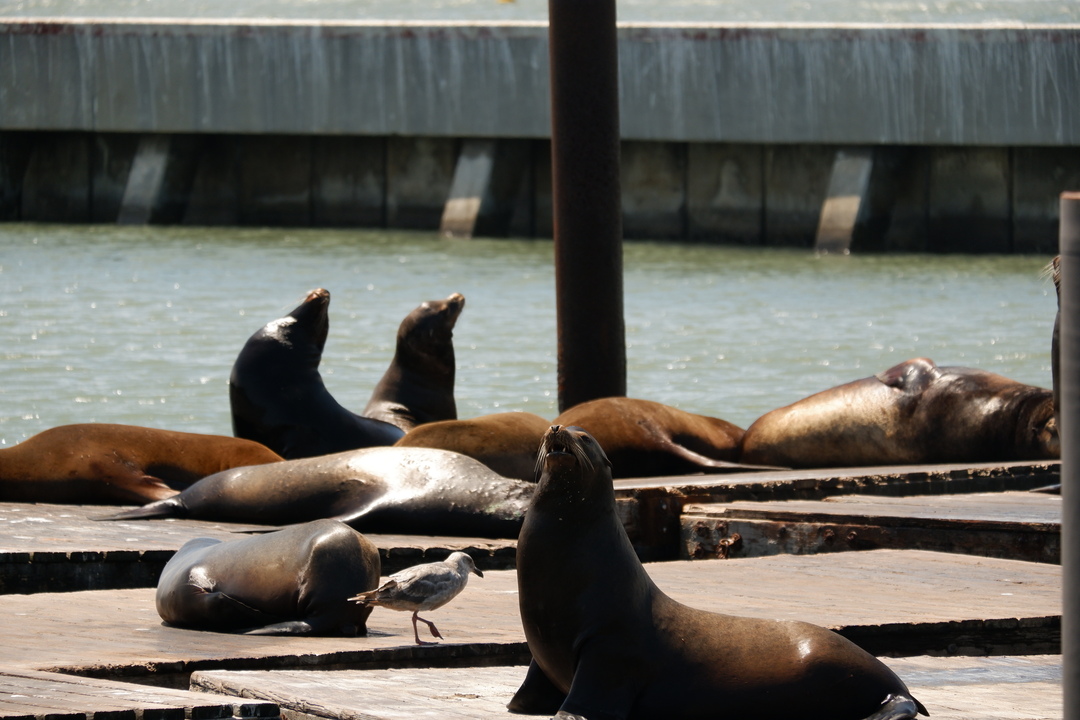 Leones marinos en Pier 30